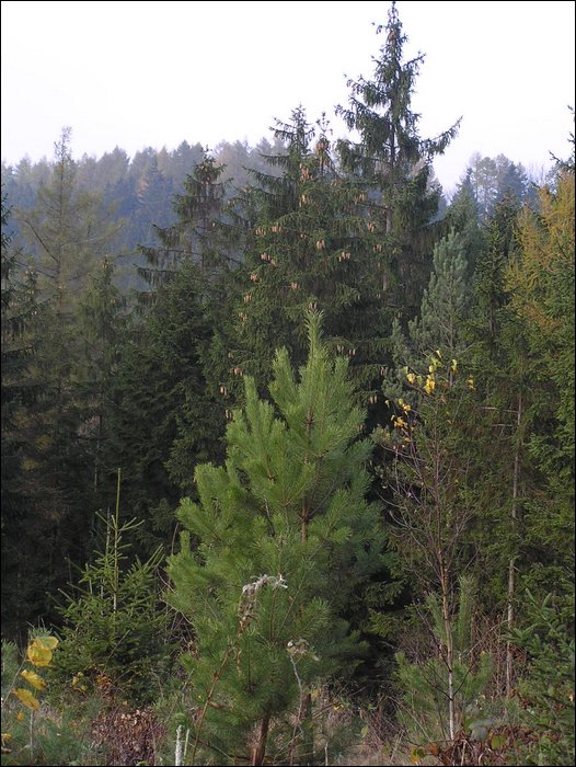 Chrudim 004.jpg