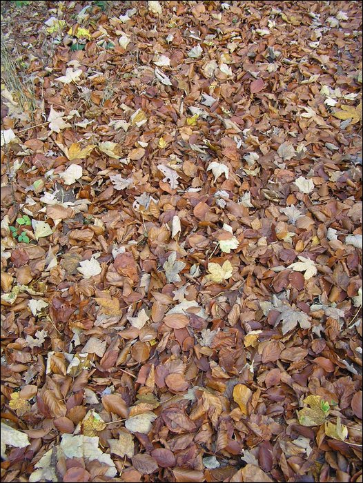 Chrudim 015.jpg