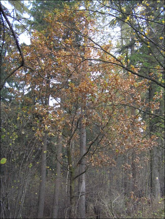 Chrudim 025.jpg