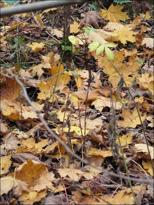 Chrudim 028.jpg