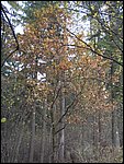 Chrudim 025.jpg
