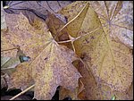 Chrudim 029.jpg