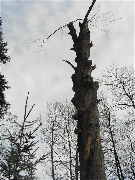 Roudna-271205 019.jpg