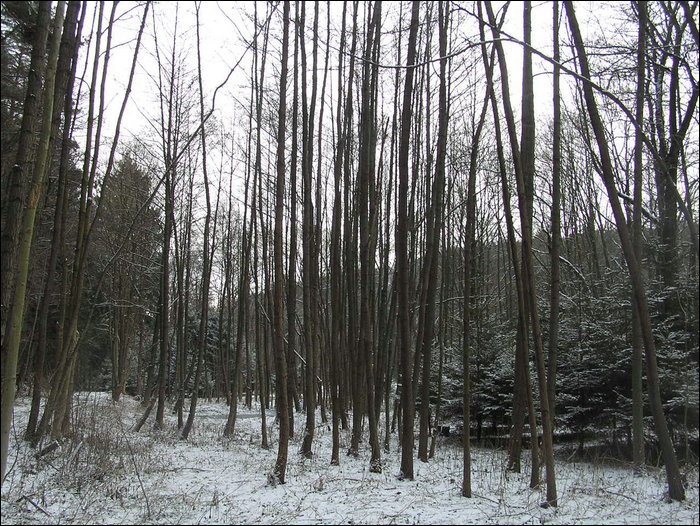 Roudna-271205 026.jpg