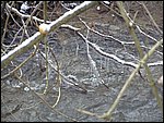 Roudna-271205 028.jpg