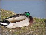 Roudna-190305 014.jpg
