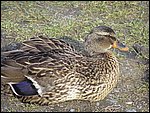 Roudna-190305 015.jpg