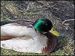 Roudna-190305 017.jpg