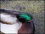 Roudna-190305 018.jpg