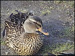 Roudna-190305 019.jpg