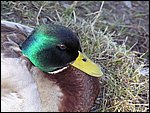 Roudna-190305 020.jpg