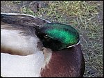 Roudna-190305 021.jpg