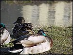 Roudna-190305 025.jpg