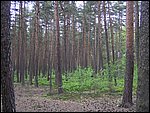 Roudna-150506 033.jpg